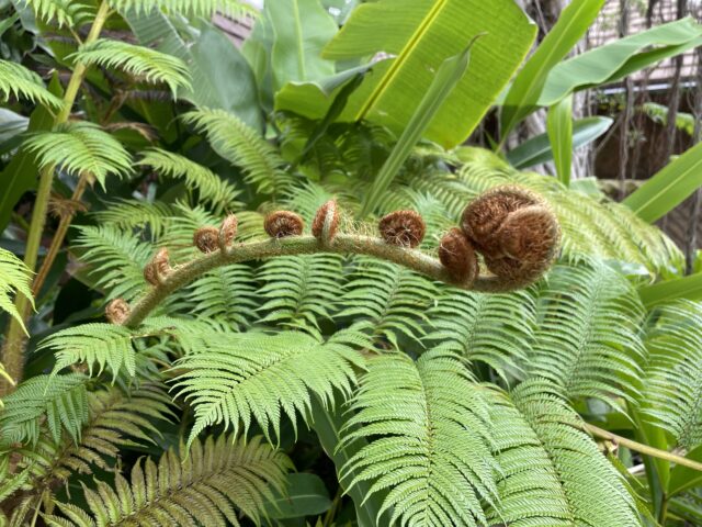 ジャングリア沖縄植物