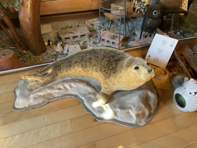 みつばち博物館アザラシのはく製